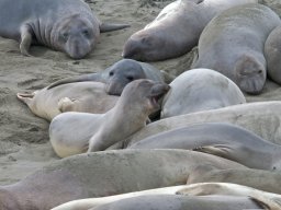 2008Elephant-Seals-31